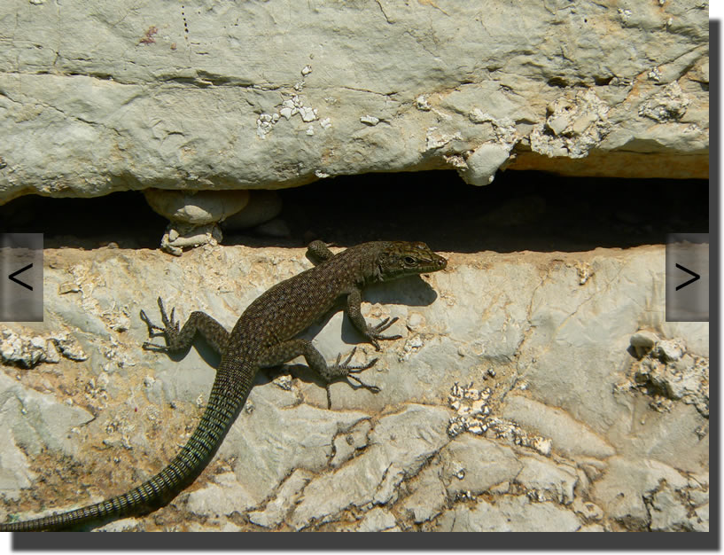 Dalmatolacerta oxycephala